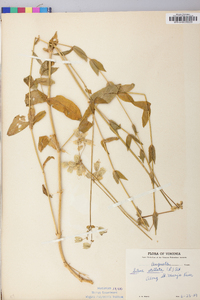 Silene stellata image