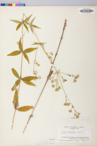 Silene stellata image