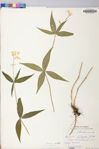 Silene stellata image