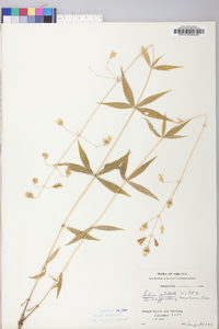 Silene stellata image