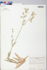 Silene vulgaris image