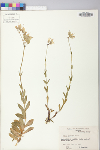 Silene vulgaris image