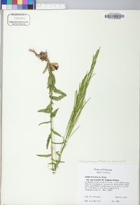 Arabis hirsuta image