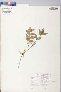 Stellaria pubera image