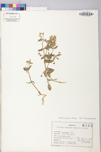 Stellaria pubera image