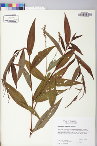 Polygonum setaceum image