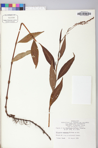 Polygonum setaceum image