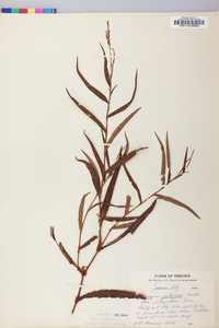 Polygonum setaceum image