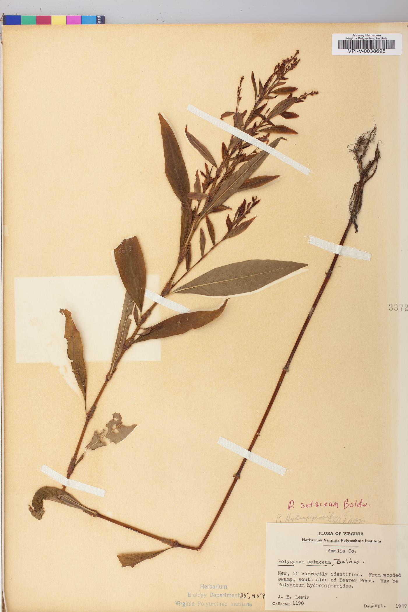 Polygonum setaceum image