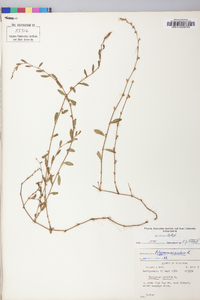 Polygonum erectum image