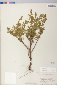 Polygonum erectum image