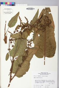 Rumex obtusifolius image