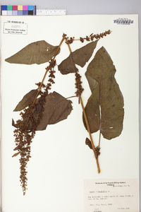 Rumex obtusifolius image