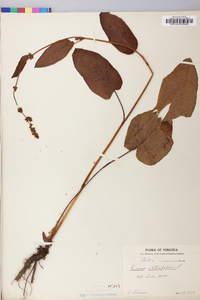 Rumex obtusifolius image