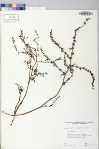 Rumex pulcher image