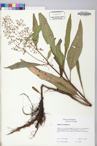 Rumex verticillatus image