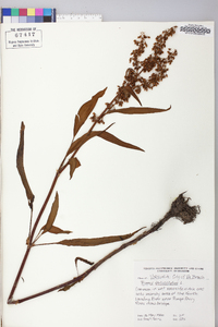 Rumex verticillatus image