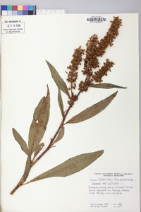 Rumex verticillatus image