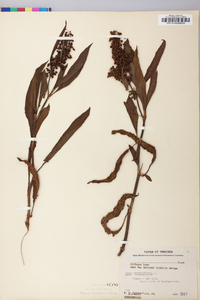 Rumex verticillatus image