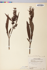 Rumex verticillatus image