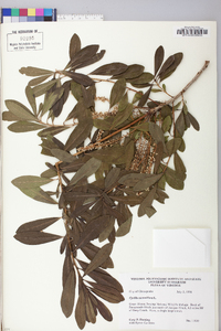 Cyrilla racemiflora image