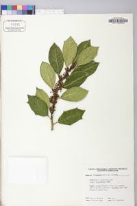 Ilex pseudoumbelliformis image
