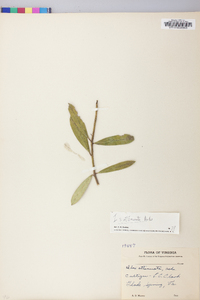 Ilex pseudoumbelliformis image