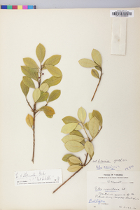 Ilex pseudoumbelliformis image