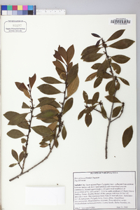 Ilex coriacea image