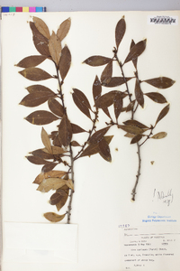 Ilex coriacea image