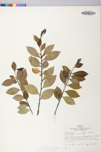 Ilex coriacea image