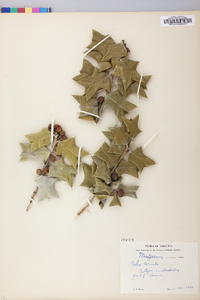 Ilex cornuta image