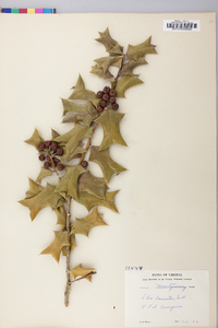 Ilex cornuta image