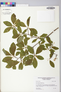 Ilex laevigata image