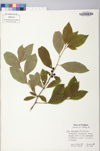 Ilex laevigata image