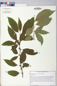 Ilex montana image