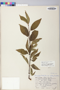 Ilex montana image