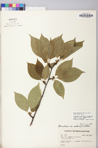 Ilex montana image