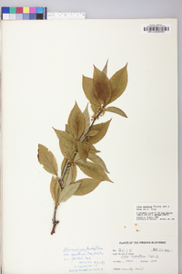 Ilex montana image