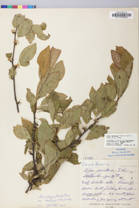 Ilex montana image