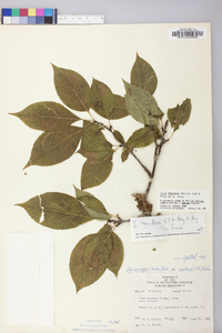 Ilex montana image