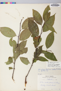 Ilex montana image