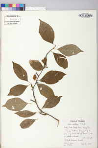 Ilex montana image