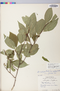 Ilex montana image