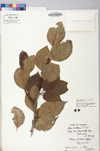 Ilex montana image