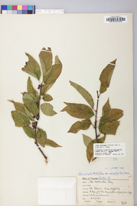 Ilex montana image