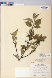 Ilex montana image