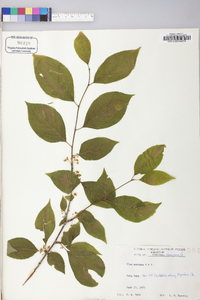 Ilex montana image