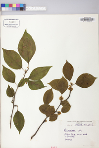 Ilex montana image