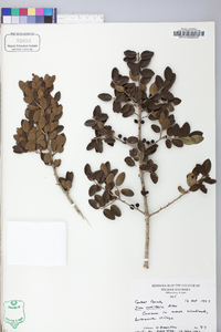 Ilex vomitoria image